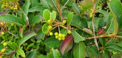 Aronia melanocarpa