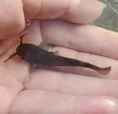 Ameiurus natalis