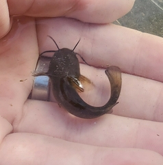 Ameiurus natalis