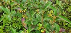 Aronia melanocarpa