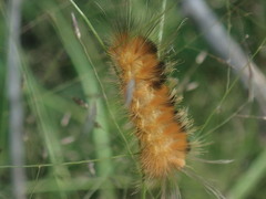 Pygarctia