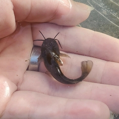 Ameiurus natalis