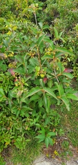Aronia melanocarpa