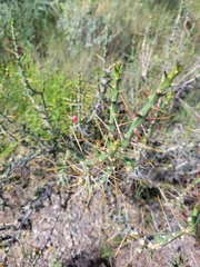 Cylindropuntia leptocaulis