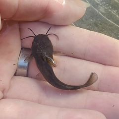Ameiurus natalis