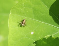 Oxyopes gracilipes