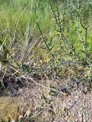Cylindropuntia leptocaulis