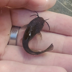 Ameiurus natalis
