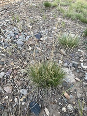 Festuca idahoensis