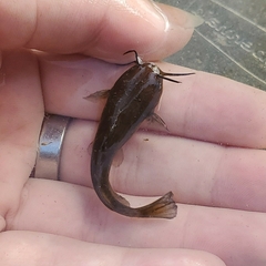Ameiurus natalis