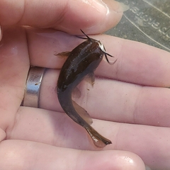 Ameiurus natalis