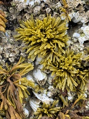 Pelvetiopsis limitata