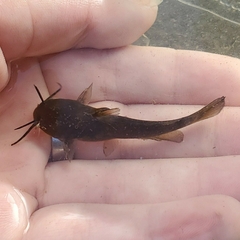 Ameiurus natalis