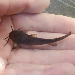 Ameiurus natalis