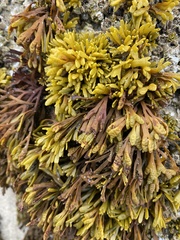 Pelvetiopsis limitata