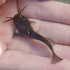 Ameiurus natalis