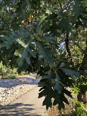 Quercus gambelii