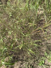 Eragrostis pectinacea