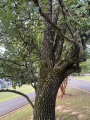 Pyrus