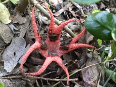 Clathrus archeri