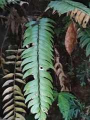 Polystichum balansae