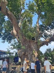 Platanus