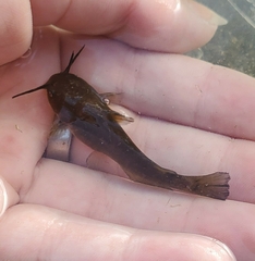 Ameiurus natalis