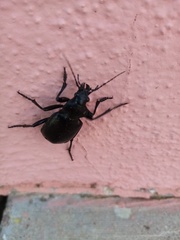 Calosoma peregrinator