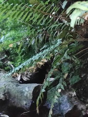 Polystichum balansae