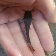 Ameiurus natalis