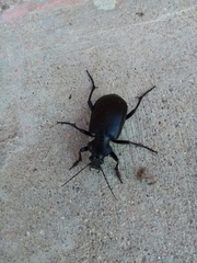 Calosoma peregrinator