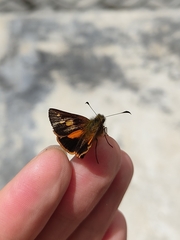 Dalla