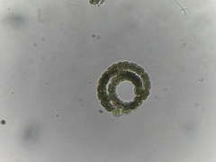 Cyanobacteria