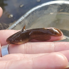 Ameiurus natalis