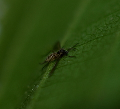 Entomophthora muscae