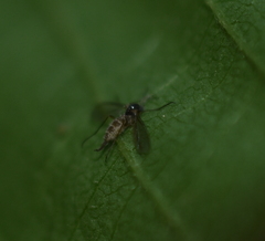 Entomophthora muscae