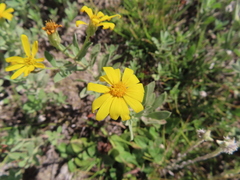 Heterotheca depressa