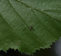 Entomophthora muscae