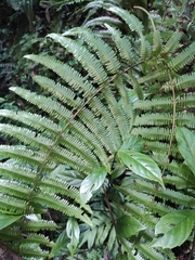 Diplopterygium glaucum