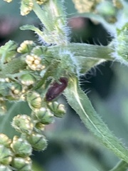 Aphrodes