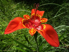 Tigridia pavonia
