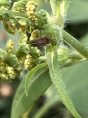Aphrodes