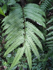 Woodwardia japonica