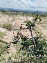 Calliandra eriophylla