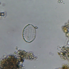 Bacillariophyceae