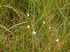 Eriophorum scheuchzeri