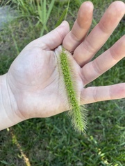 Setaria faberi