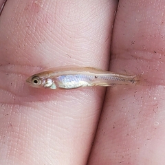 Actinopterygii