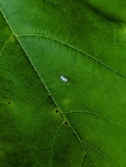 Prociphilus tessellatus