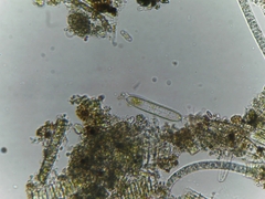 Bacillariophyceae